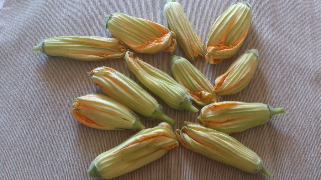 fiori di zucchina ripieni - fiori di zuchina