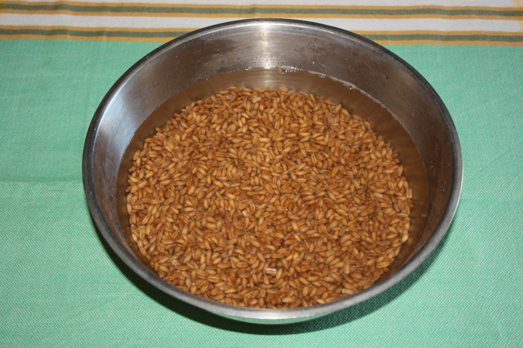 zuppa di farro - farro in ammollo