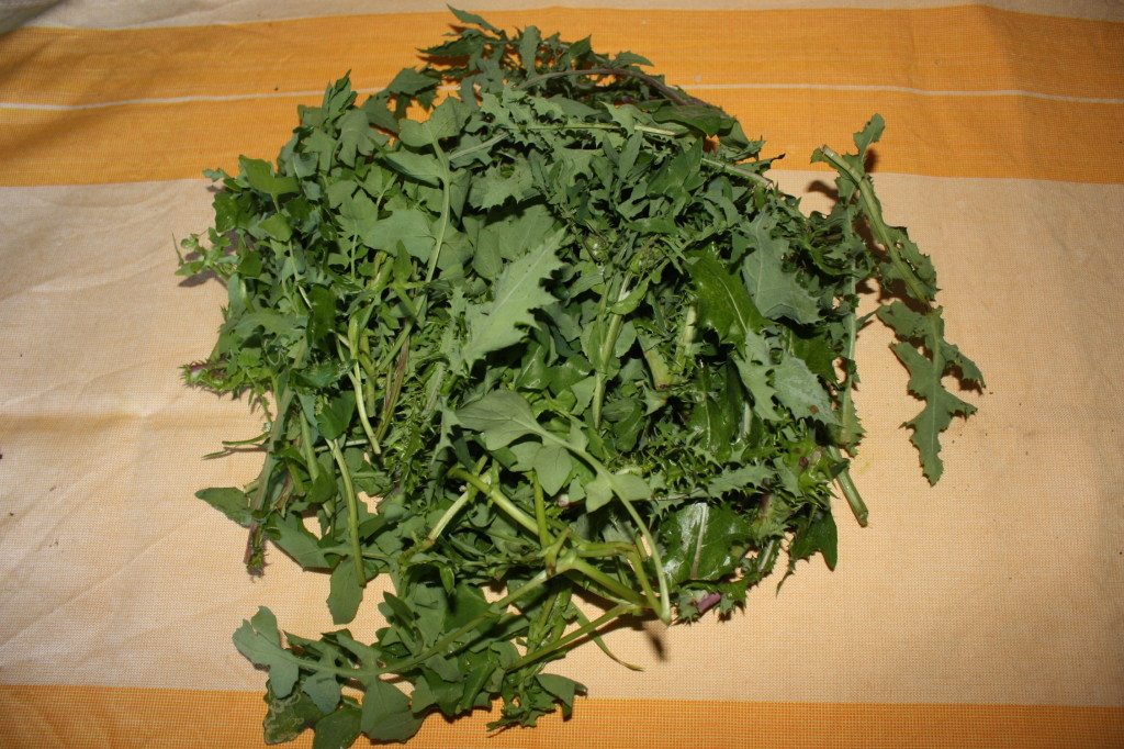 favetta e cicoria - cicorie selvatiche